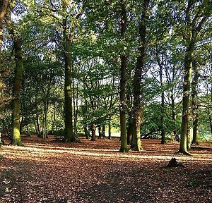 About Me. Burnstump woods